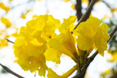 Tayvan 'ın bahar çiçeği mevsimindeki güzel sokak ağacı çiçek açan Suzuki çingenesidir.