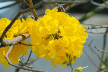 Tayvan 'ın bahar çiçeği mevsimindeki güzel sokak ağacı çiçek açan Suzuki çingenesidir.