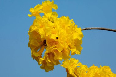 Tayvan 'ın bahar çiçeği mevsimindeki güzel sokak ağacı çiçek açan Suzuki çingenesidir.