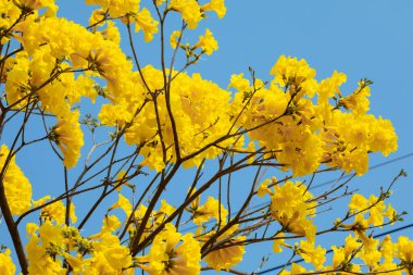 Tayvan 'ın bahar çiçeği mevsimindeki güzel sokak ağacı çiçek açan Suzuki çingenesidir.