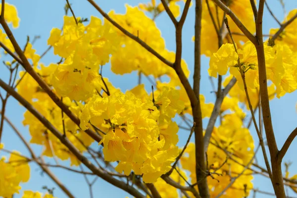 台湾の春の花の季節に咲く美しい街路樹 鈴木チネンシス — ストック写真