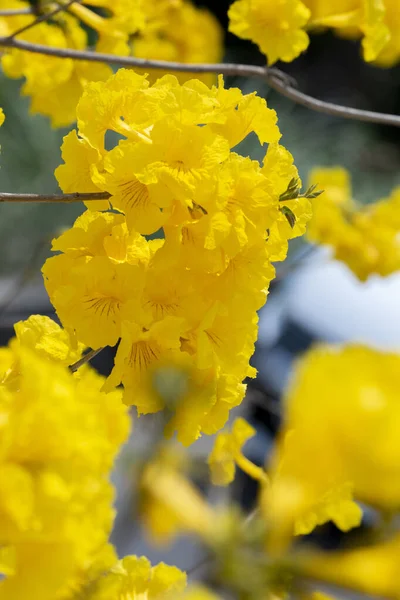Der Schöne Straßenbaum Taiwans Frühlingsblumensaison Ist Der Blühende Suzuki Chinensis — Stockfoto