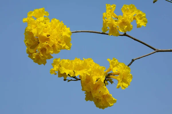 Beautiful Street Tree Taiwan Spring Flower Season Blooming Suzuki Chinensis — Stock Photo, Image