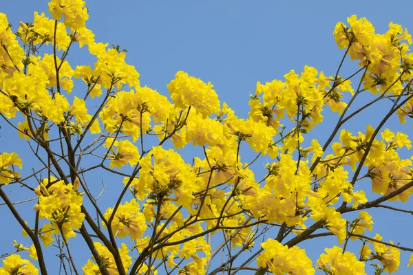 Piękne Drzewo Ulicy Porze Wiosennych Kwiatów Tajwanu Jest Kwitnącym Suzuki — Zdjęcie stockowe