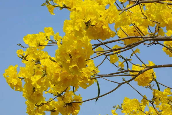 Den Vackra Gatan Träd Taiwans Vår Blomma Säsongen Den Blommande — Stockfoto