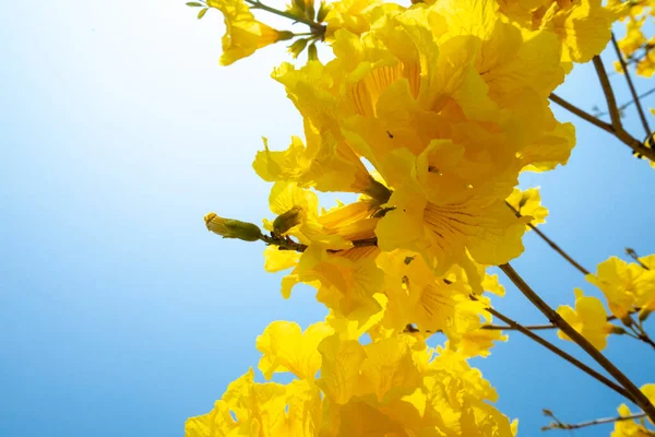 Piękne Drzewo Ulicy Porze Wiosennych Kwiatów Tajwanu Jest Kwitnącym Suzuki — Zdjęcie stockowe