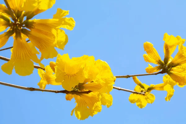 Tajvan Tavaszi Virágszezonjának Gyönyörű Utcafája Virágzó Suzuki Chinensis — Stock Fotó