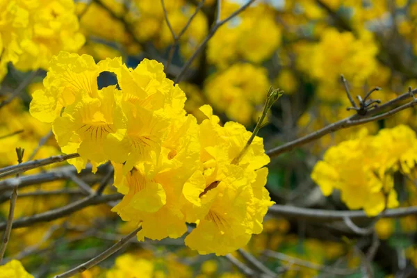 台湾の春の花の季節に咲く美しい街路樹 鈴木チネンシス — ストック写真