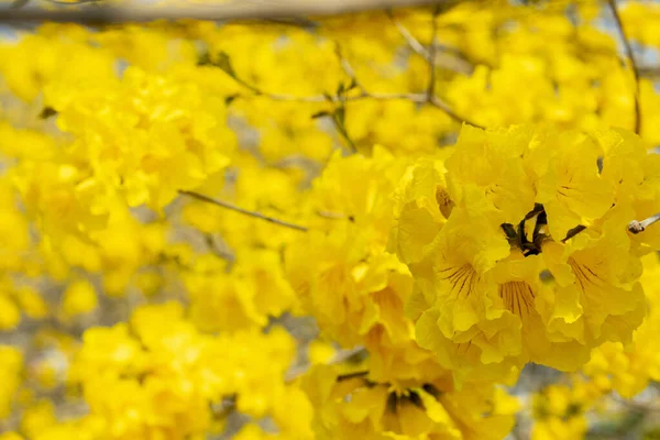 Красивое Уличное Дерево Весенний Сезон Цветов Тайваня Цветущий Suzuki Chinensis — стоковое фото