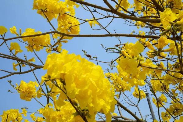 Beautiful Street Tree Taiwan Spring Flower Season Blooming Suzuki Chinensis — Stock Photo, Image