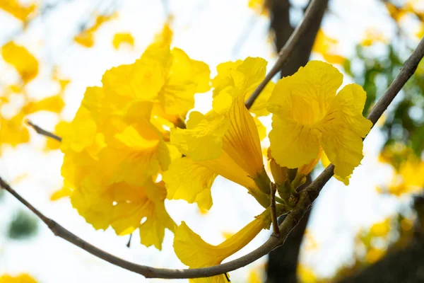 台湾春天花季的美丽街道树是盛开的铃木 — 图库照片