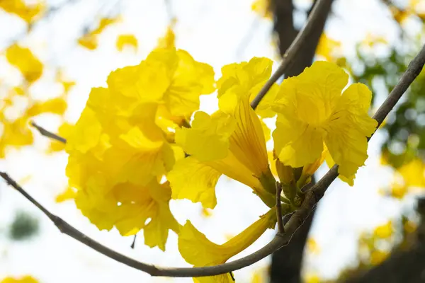 Der Schöne Straßenbaum Taiwans Frühlingsblumensaison Ist Der Blühende Suzuki Chinensis — Stockfoto