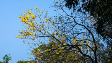 Tayvan 'ın bahar çiçeği mevsimindeki güzel sokak ağacı çiçek açan Suzuki çingenesidir.