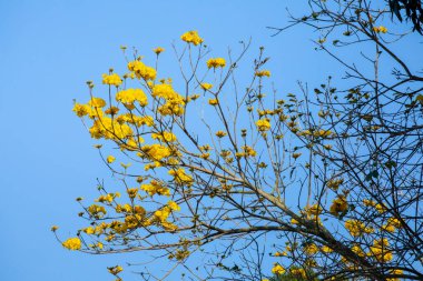 Tayvan 'ın bahar çiçeği mevsimindeki güzel sokak ağacı çiçek açan Suzuki çingenesidir.