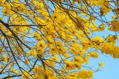 Tayvan 'ın bahar çiçeği mevsimindeki güzel sokak ağacı çiçek açan Suzuki çingenesidir.