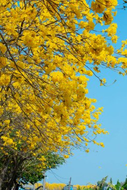 Tayvan 'ın bahar çiçeği mevsimindeki güzel sokak ağacı çiçek açan Suzuki çingenesidir.