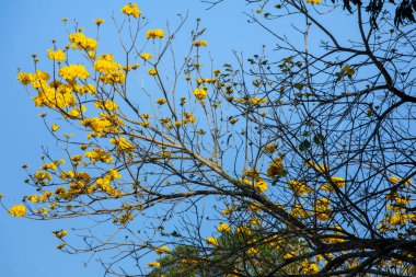Tayvan 'ın bahar çiçeği mevsimindeki güzel sokak ağacı çiçek açan Suzuki çingenesidir.