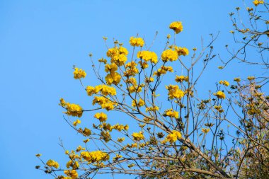 Tayvan 'ın bahar çiçeği mevsimindeki güzel sokak ağacı çiçek açan Suzuki çingenesidir.