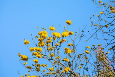 Tayvan 'ın bahar çiçeği mevsimindeki güzel sokak ağacı çiçek açan Suzuki çingenesidir.