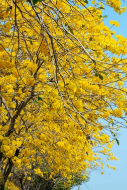 Tayvan 'ın bahar çiçeği mevsimindeki güzel sokak ağacı çiçek açan Suzuki çingenesidir.