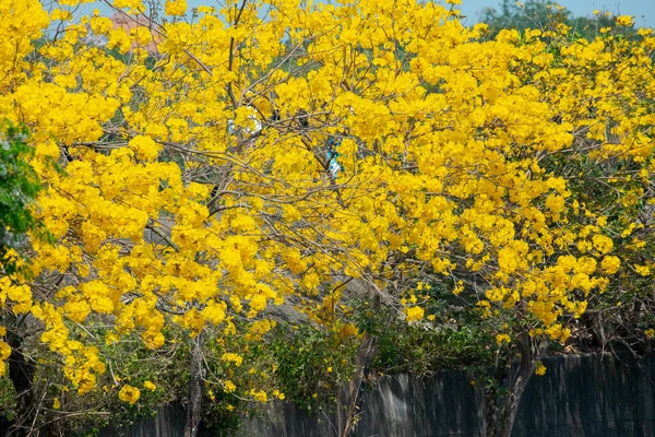 Den Vackra Gatan Träd Taiwans Vår Blomma Säsongen Den Blommande — Stockfoto