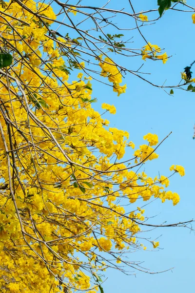 Tayvan Bahar Çiçeği Mevsimindeki Güzel Sokak Ağacı Çiçek Açan Suzuki — Stok fotoğraf