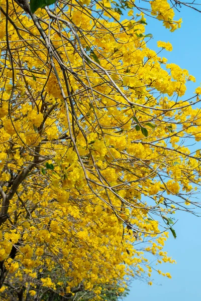 The beautiful street tree in Taiwan's spring flower season is the blooming Suzuki chinensis
