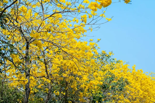 Bela Árvore Rua Estação Flores Primavera Taiwan Florescente Suzuki Chinensis — Fotografia de Stock