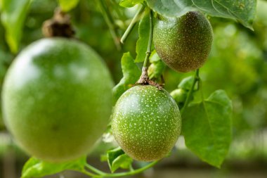 Yaz bahçesinde tam vücut ve yeşil tutku meyvesi