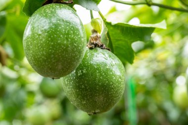 Yaz bahçesinde tam vücut ve yeşil tutku meyvesi