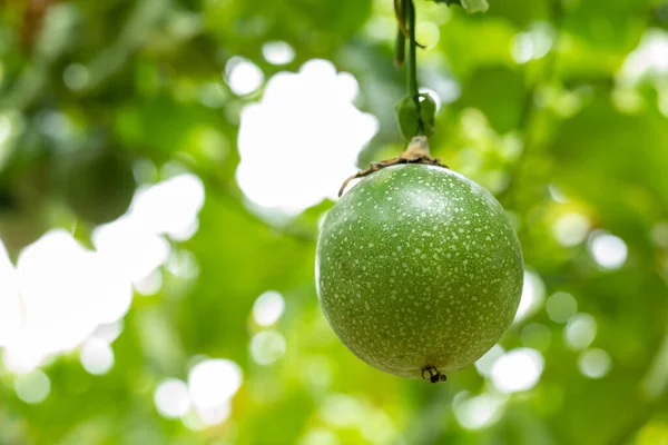 Fruta Pasión Con Cuerpo Verde Huerto Verano —  Fotos de Stock