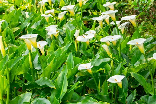 stock image Close up white calla lilies in spring calla lily park