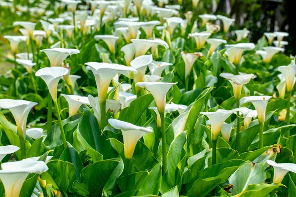 stock image Close up white calla lilies in spring calla lily park