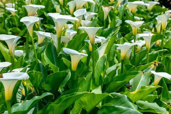 stock image Close up white calla lilies in spring calla lily park