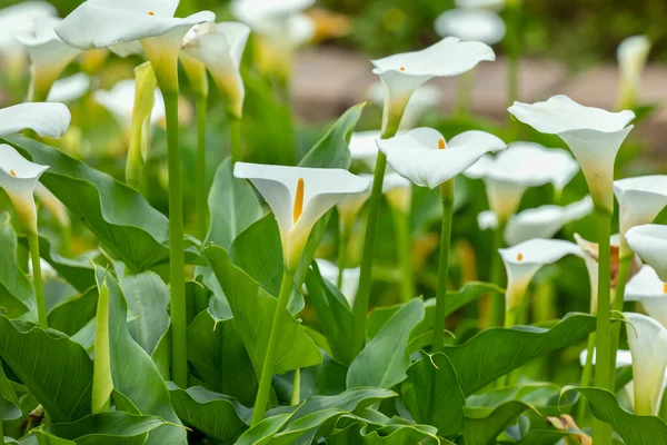 stock image Close up white calla lilies in spring calla lily park