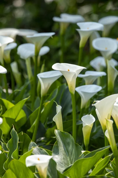Fechar Acima Lírios Brancos Calla Parque Lily Calla Mola — Fotografia de Stock