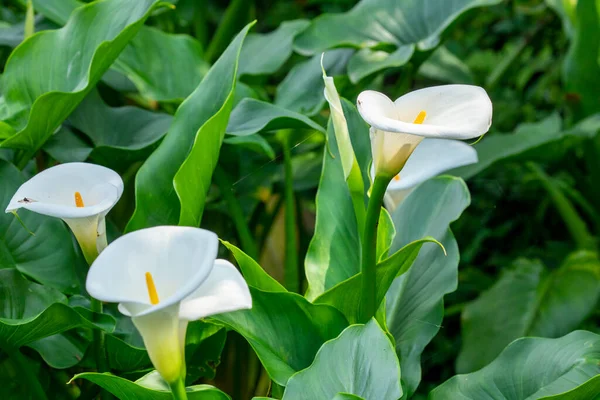 stock image Close up white calla lilies in spring calla lily park