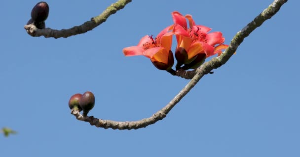Весна Тайване Время Года Капоки Полном Расцвете — стоковое видео