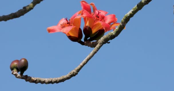 Primavera Taiwan Stagione Cui Kapok Sono Piena Fioritura — Video Stock