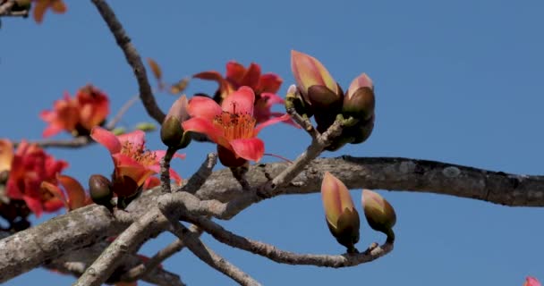 Tajvani Tavasz Évszak Amikor Kapuk Virágoznak — Stock videók