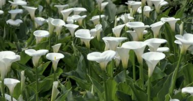 İlkbahar Zambakları Parkı 'nda beyaz zambakları kapatın.