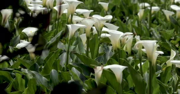 Zamknij Białe Kalie Wiosennym Parku Calla Lilia — Wideo stockowe