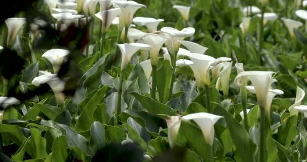 Close White Calla Lilies Spring Calla Lily Park — Stock Video