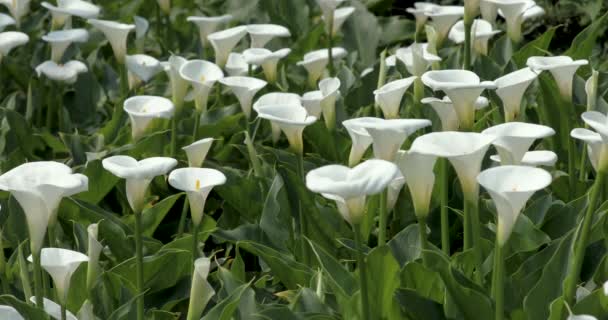 Κοντινό Πλάνο Λευκά Κρίνα Calla Στο Πάρκο Κρίνο Άνοιξη Calla — Αρχείο Βίντεο