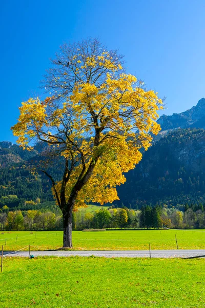 Hohe Bäume Straßenrand Der Kleinstadt Schwangau Bayern Deutschland — Stockfoto