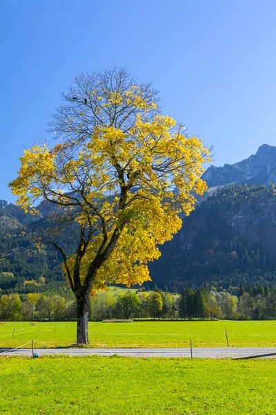 Hohe Bäume Straßenrand Der Kleinstadt Schwangau Bayern Deutschland — Stockfoto