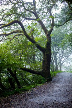 Taipei 'nin dışındaki Yangmingshan Dağları' ndaki orman patikaları.