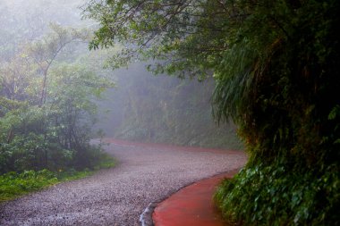 Taipei 'nin dışındaki Yangmingshan Dağları' ndaki orman patikaları.