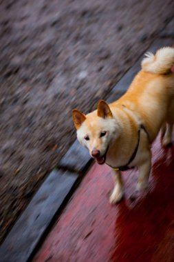 Tatlı tüylü çocuk Akita, orman yolunda.
