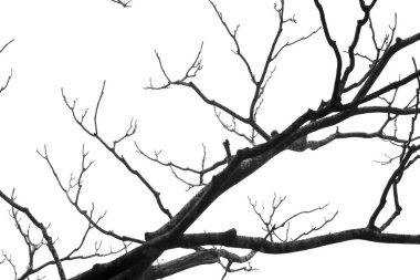 Yangming Dağı, Taipei 'nin banliyölerinde ölü ağaçlar ve sazlıklar olan manzaralı bir yer.